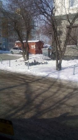 Кормим птичек