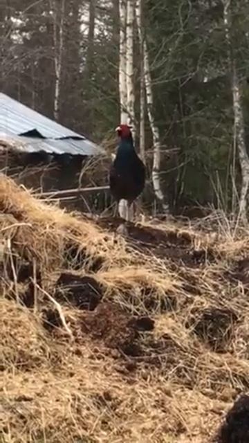 Fasan besök смотреть онлайн