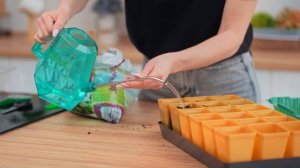 Когда пикировать рассаду земляники