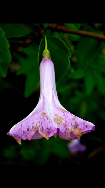 46 Coastal Morning Glory - five-fingered / ivy-leafed / mile-a-minute / Ipomoea cairica -wildflower