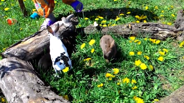 Карликовые кролики рекс смотреть онлайн