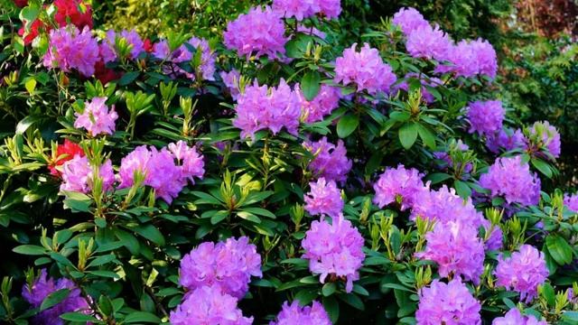 Awesome and Most Beautiful Azalea Flowers смотреть онлайн