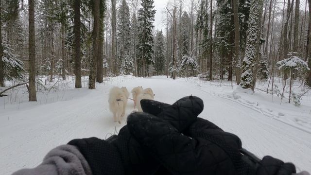 упряжка-2025-02-16-йошка-миша