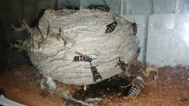 Vespula rufa (04.09.2021г.) смотреть онлайн