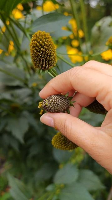 2 Cutleaf Coneflower / Green-Head Coneflower / Tall Coneflower /Rudbeckia laciniata /Wild Goldenglo