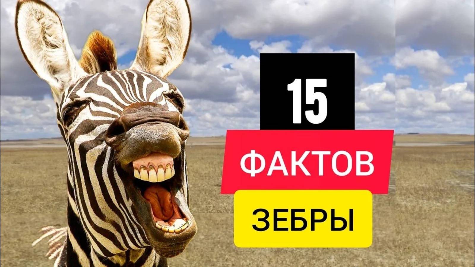 ФАКТЫ О ЗЕБРАХ КОТОРЫЕ ТЕБЯ УДИВЯТ смотреть онлайн