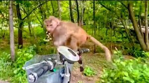 Влад убирает в вольере Люси и Сони, а Люська села на велосипед и СОБРАЛАСЬ ЕХАТЬ