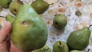 груша ноябрська