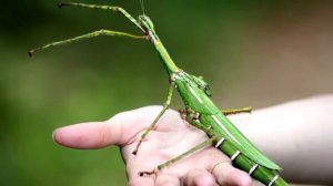 ИНТЕРЕСНЫЕ ФАКТЫ   ПАЛОЧНИК