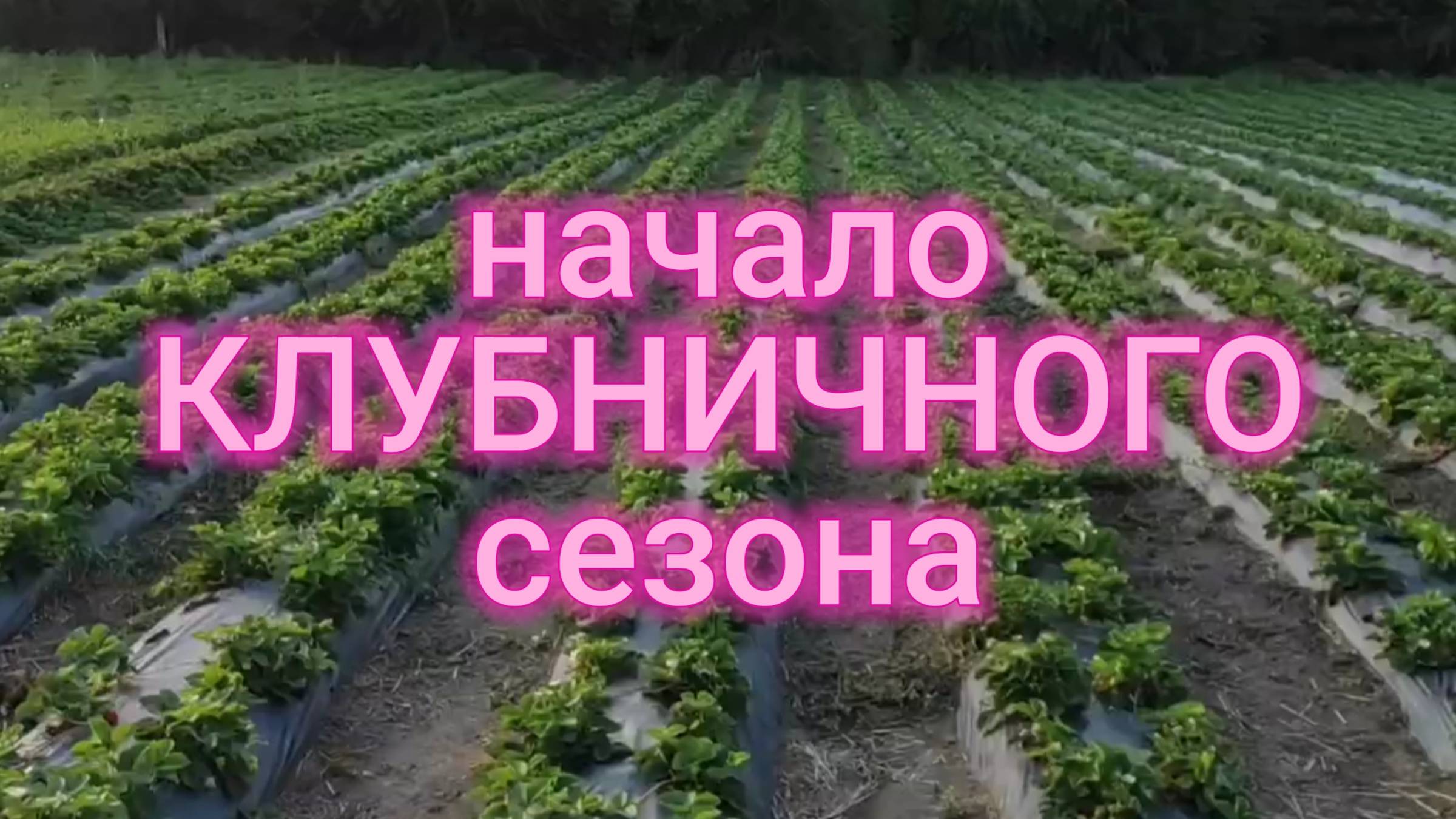 Начало клубничного сезона 2024 смотреть онлайн