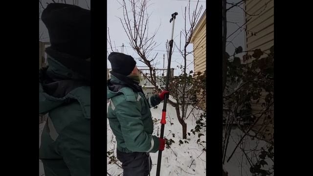 обрезка сливы#обрезка #обрезкаплодовых #формирование