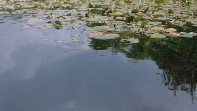 Queen Elizabeth II Botanic Park, Cayman Islands смотреть онлайн