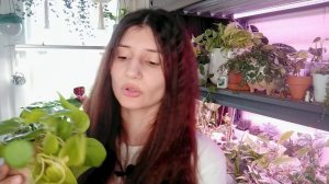 Филодендроны из моей коллекции + Новинка. Обзор филодендронов