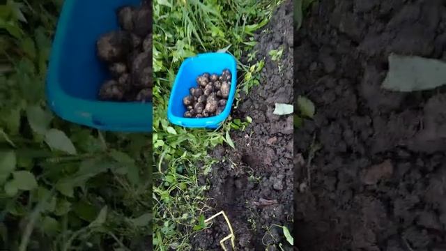 Вот и картошечка поспела смотреть онлайн