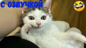 ПРИКОЛЫ С КОТАМИ! Смешные ЖИВОТНЫЕ с озвучкой! Смешные коты! Угараем вместе 🤣💕 #2781