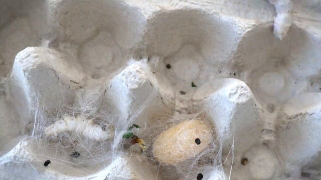 Soothing Silk Sericulture - lifecycle of a silkworm (bombyx mori)