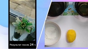 «Флорамен тәжірибелер»