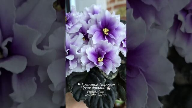 🐇🍒🍒Р-Грозовой Перевал. Новинка нашего фонда.  Прекрасная компания к сортам Р-Дурман,..