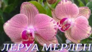 №1025/ ОБЗОР орхидей в ЛЕРУА МЕРЛЕН ( ЛЕМАНА ПРО)