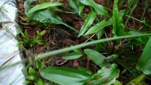 @MT_Trisakti Echinodorus yellow sun panen lagi