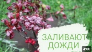 ЗАЛИВАЮТ ДОЖДИ 🌲МОЖЖЕВЕЛОВЫЙ САД🌲 28.10.2023г.