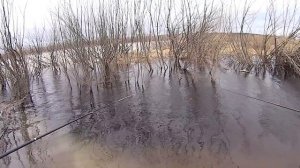 Ловля плотвы весной на поплавок. Плотва даёт жару ! 1 мая 2018 г. Смотрим до конца.