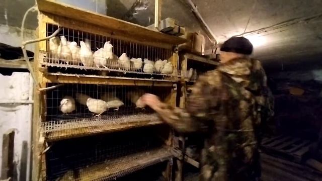 как отличить самку от самца, и сколько самок и сколько самцов с выводка