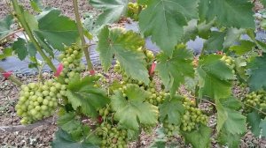 виноград Маша на 16.07.22г Кубань,Крымский р-н.с.Мерчанское.