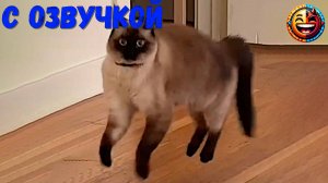 ПРИКОЛЫ С КОТАМИ! Смешные ЖИВОТНЫЕ с озвучкой! Смешные коты! Угараем вместе 🤣💕 #2781