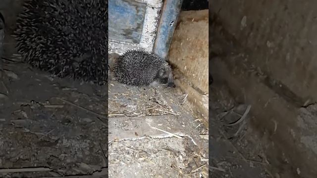 Ёж пришол ко мне домой. Нежданный гость🦔🦔🦔🦔🦔 смотреть онлайн