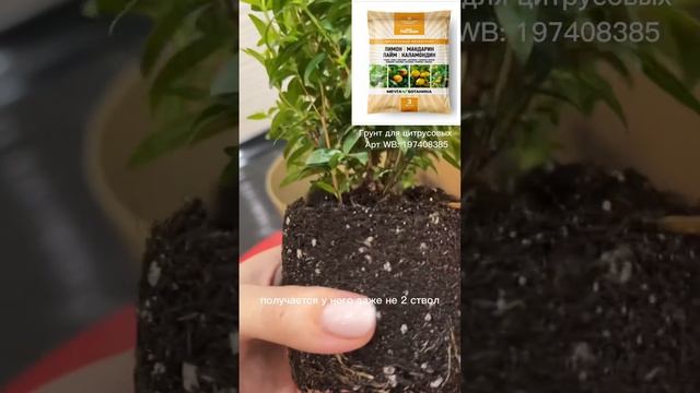 Комнатный мирт. Пересадка после покупки. смотреть онлайн