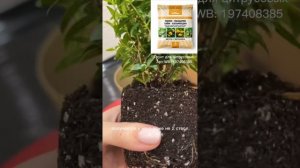 Комнатный мирт. Пересадка после покупки.