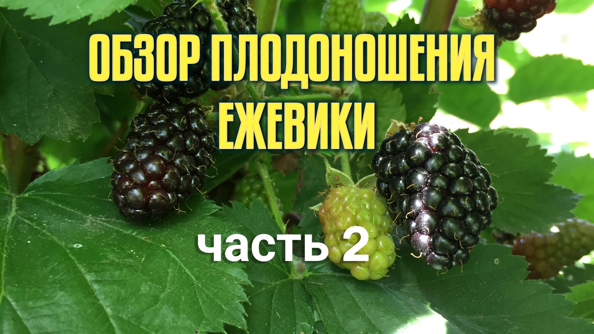 Обзор плодоношения ежевики часть 2. смотреть онлайн