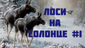 #1 Лоси на Солонце
