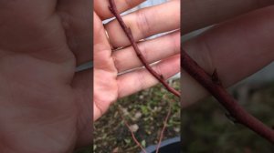 Плодовые почки на голубике