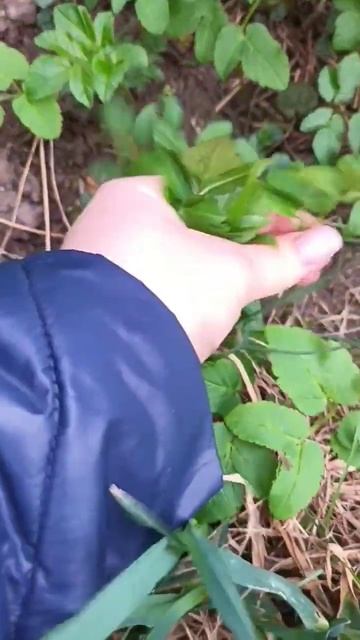 Полезная трава,которая подымает иммунитет весной. Растет везде и всюду. смотреть онлайн