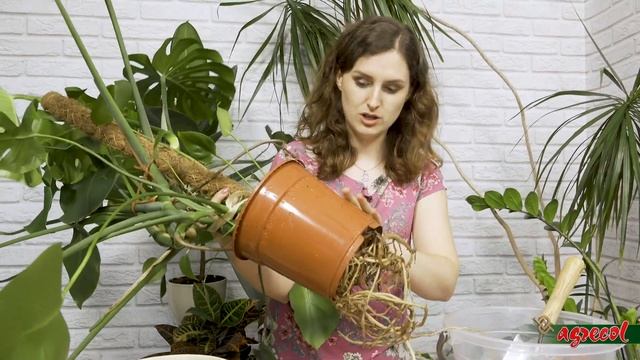 Jak przesadzać monsterę? - bigos dla monstery смотреть онлайн