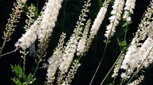 Actaea racemosa
