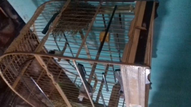 Papa capim Turbina saindo de muda смотреть онлайн