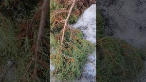 Вересковая ТУЯ! Хвойники Подмосковья!🌲#сад #хвойные #растения #туя #Дача #садовод #хвойныйсад