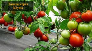 Томат сорта Клуша