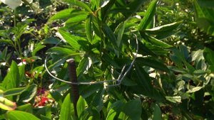 Пион  Антарктида (Paeonia Antarktida)