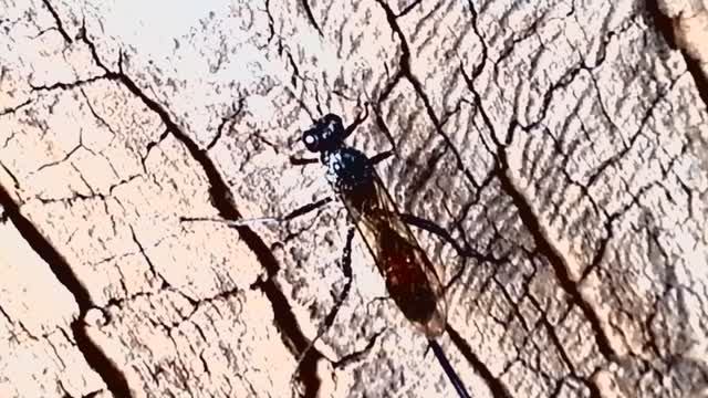 Оса-наездник смотреть онлайн