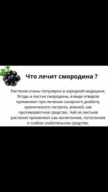 Что лечит смородина? смотреть онлайн