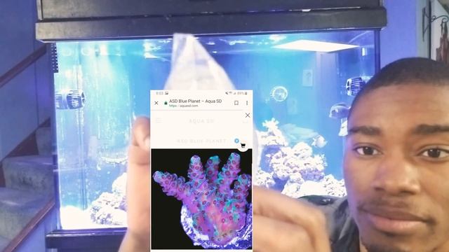 Aqua SD Acropora Coral Unboxing смотреть онлайн