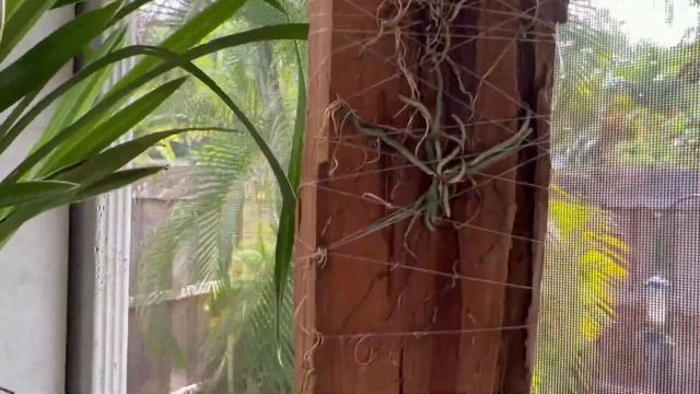 Distracted Gardener 05 22 22 смотреть онлайн