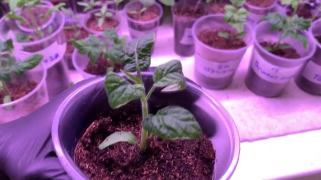 Tоматы гномы (Dwarf Tomato Project ) обзор. Часть 2. Состояние на 11 марта 2023 года смотреть онлайн
