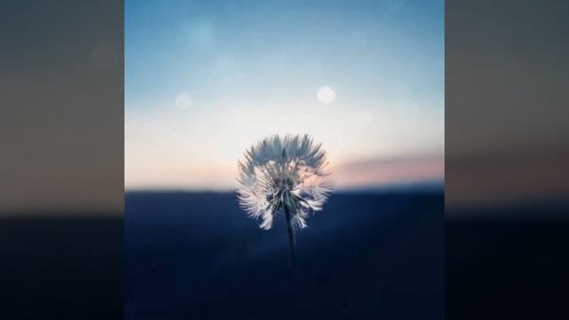 Dandelions - Ruth B ▪︎ Cover by Hwang Sakura ▪︎ смотреть онлайн