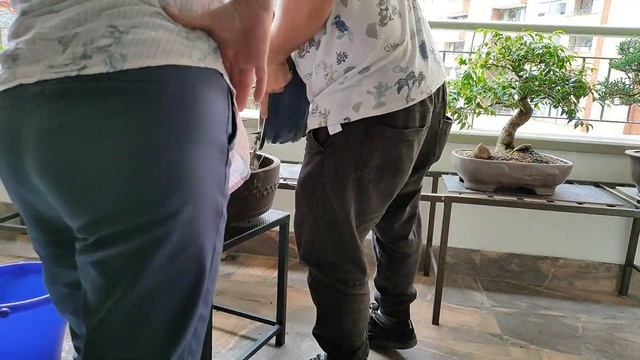 trasplante express Junípero San José. #bonsai #bonsaicolombia #bonsaiworld #bonsaimedellin смотреть онлайн