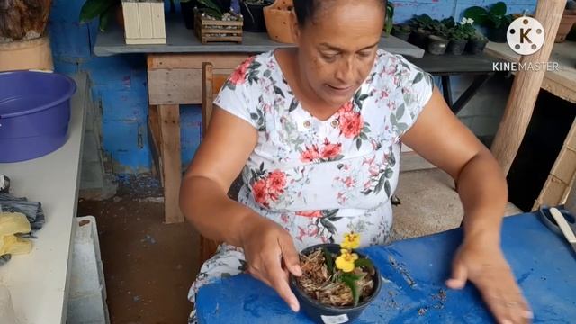 fazendo muda de orquídeas para uma inscrita смотреть онлайн